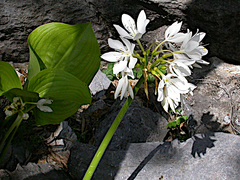 Proiphys amboinensis