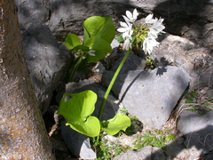 Proiphys amboinensis