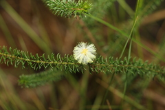 Acacia brunioides