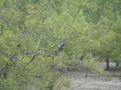 Trachypithecus cristatus