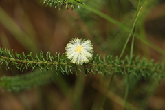 Acacia brunioides