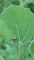 Harmandiola tremulae