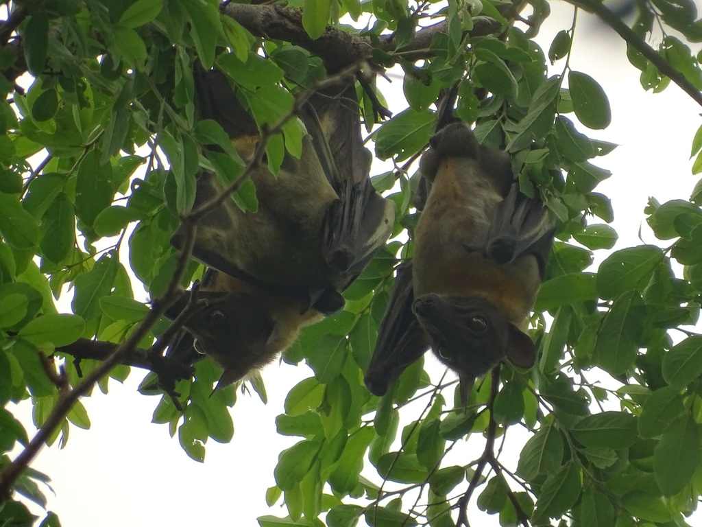 Strawcoloured Fruit Bat in June 2022 by ONG OeBenin · iNaturalist