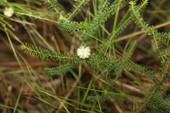 Acacia brunioides