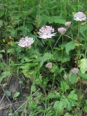 Astrantia trifida