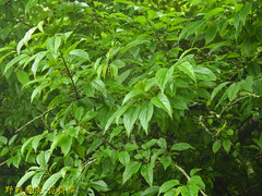Rhamnus nakaharai