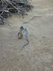 Trachypithecus cristatus