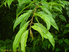 Rhamnus nakaharai
