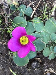 Oxalis purpurea