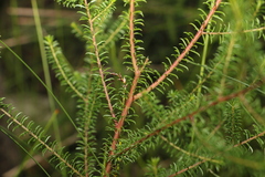 Acacia brunioides
