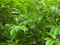 Rhamnus nakaharai