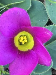 Oxalis purpurea