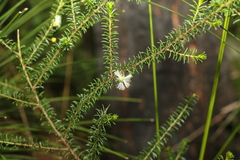 Acacia brunioides