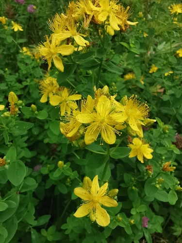 Hypericum kamtschaticum (Hypericum kamtschaticum)
