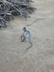 Trachypithecus cristatus