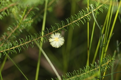 Acacia brunioides