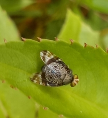 Poecilotraphera comperei