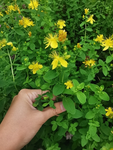 Image of Hypericum kamtschaticum by (c) Валерия Ковалева, some rights reserved (CC BY)