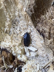 Trachelipus caucasius