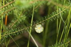 Acacia brunioides