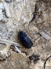 Trachelipus caucasius