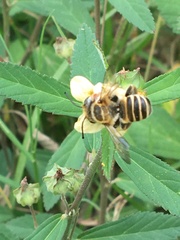 Megachile albitarsis