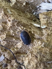 Trachelipus caucasius