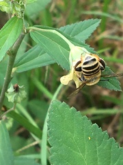 Megachile albitarsis