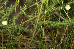 Acacia brunioides