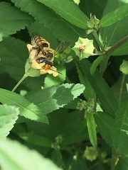 Megachile albitarsis