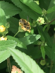 Megachile albitarsis