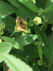 Megachile albitarsis