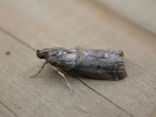 Acrobasis consociella