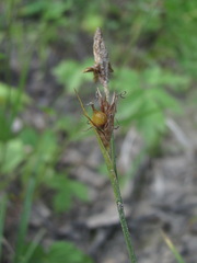 Carex michelii