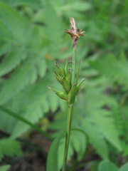 Carex michelii