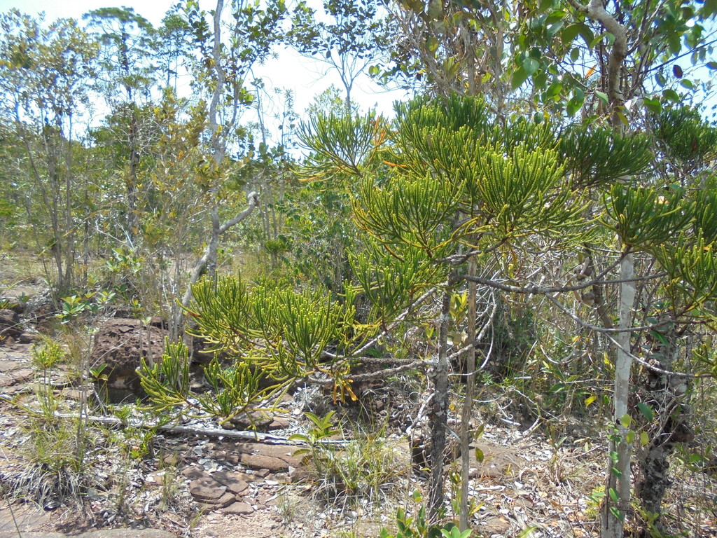 Dacrydium beccarii