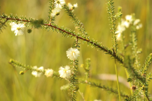 Image of Acacia brunioides by (c) Greg Tasney, some rights reserved (CC BY-SA)