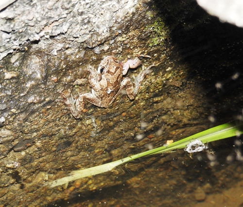 Dryophytes leopardus