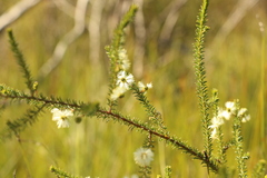 Acacia brunioides