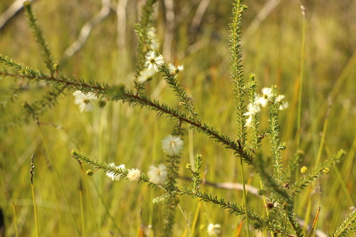 Image of Acacia brunioides by (c) Greg Tasney, some rights reserved (CC BY-SA)