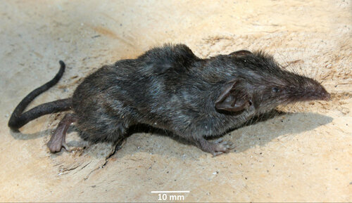 Narcondam Shrew (Crocidura narcondamica) — Data Deficient Mammalia