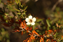 Leptospermum microcarpum