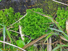 Selaginella aristata