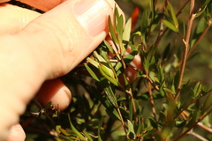 Leptospermum microcarpum