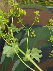 Alchemilla micans