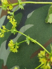 Alchemilla micans