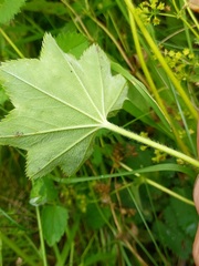 Alchemilla micans