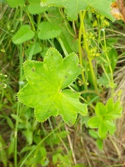 Alchemilla micans