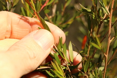 Leptospermum microcarpum
