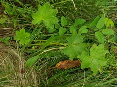 Alchemilla micans